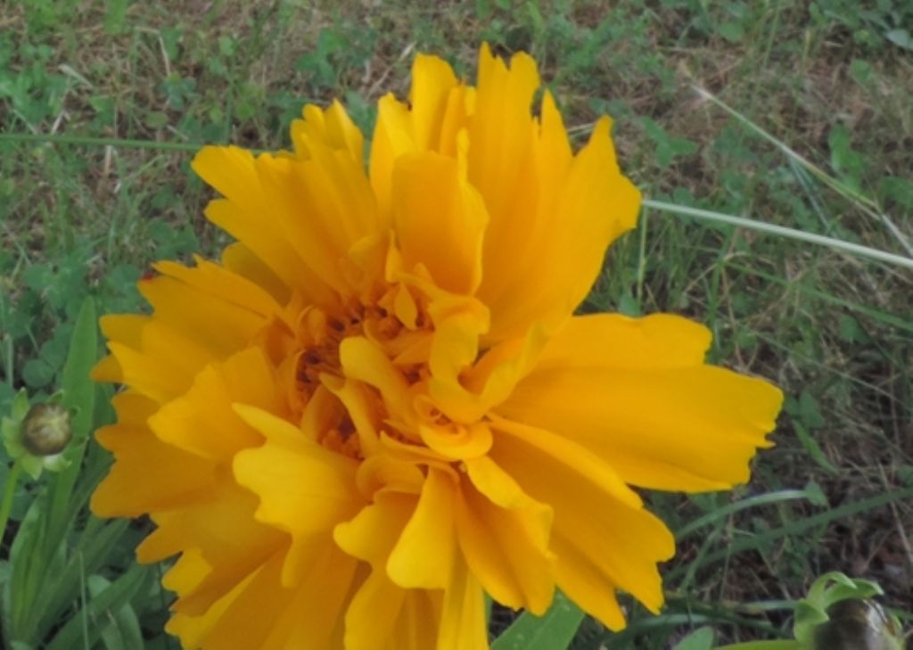 Coreopsis lanceolata (Asteraceae),...probabilmente 